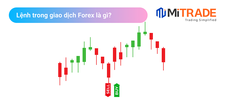 16508516667232 16508516667232