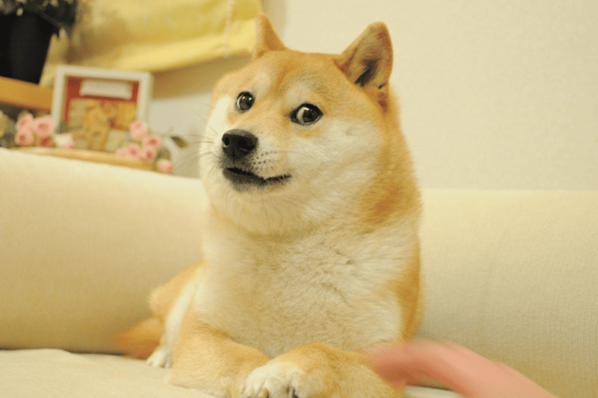 柴犬Kabosu的表情